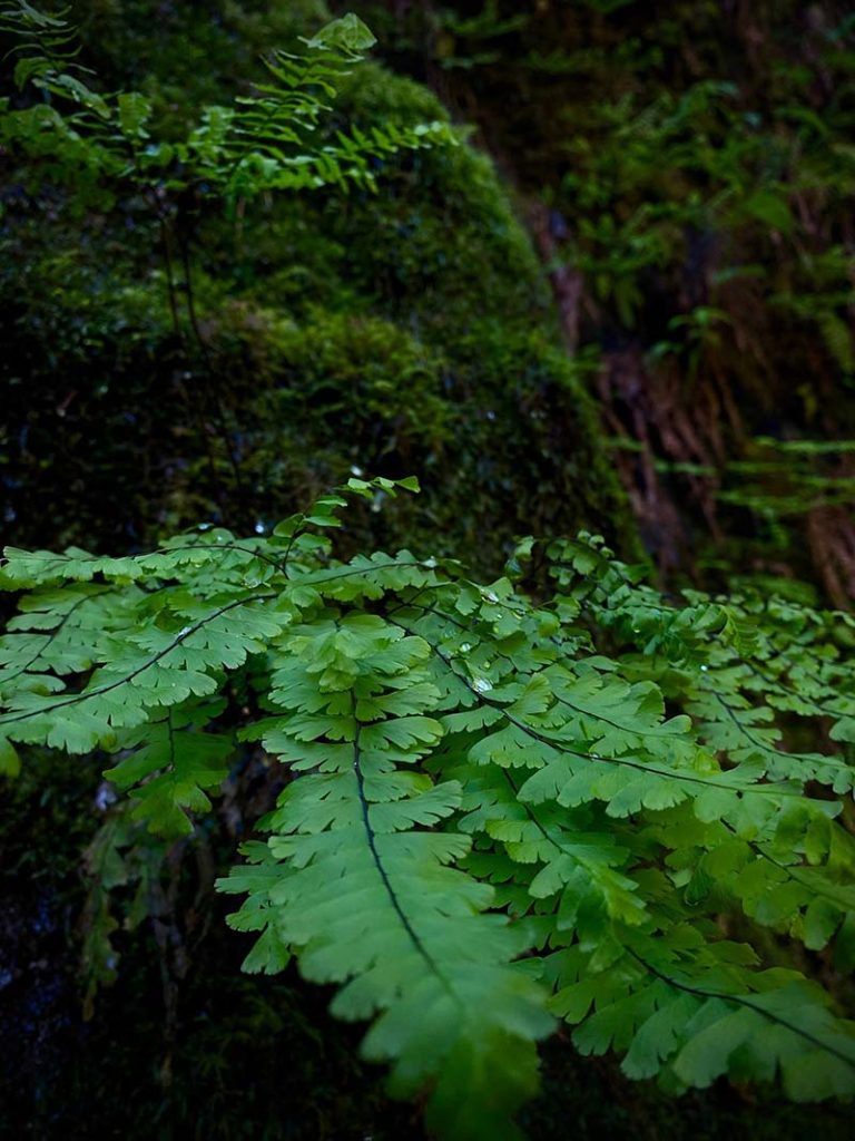 Fresh spring growth and scenic walking trail through the forest at Silver Falls State Park.