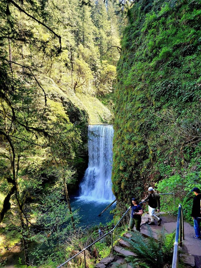 Beautiful outdoor landscape with trails, flowers, and towering trees at Silver Falls State Park.