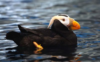 Tufted Puffins Are Back in Oregon and Haystack Rock Is the Place to Spot Them