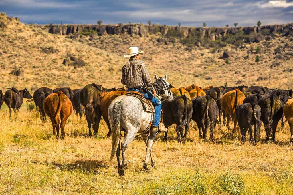 Cowboy on horseback herding cattle with a dog in the high desert landscape near Paulina, Oregon, with rocky cliffs and open grassland in the background, Department of Fish and Wildlife, BLM, Bureau of Land Management, New Hunting Proposal, IP28, Federal Government