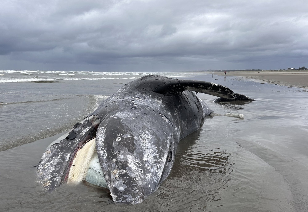 seas_april_gr_whale1 dead whale seaside