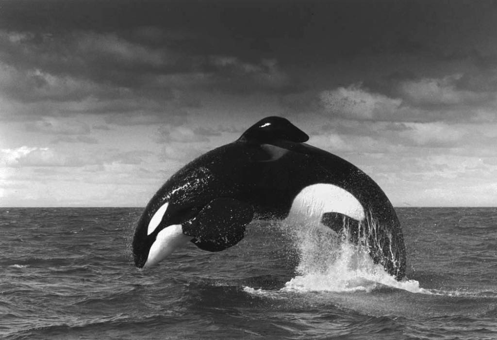 keiko, killer whale, orca, free willy movie, true story, oregon coast aquarium, newport