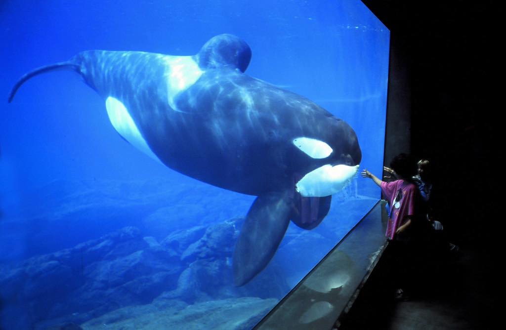 keiko, killer whale, orca, free willy movie, true story, oregon coast aquarium, newport