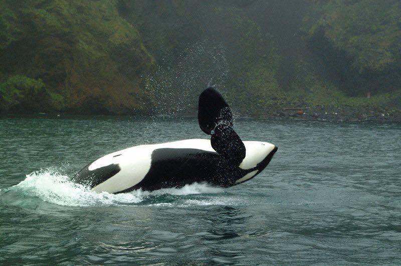 keiko, killer whale, orca, free willy movie, true story, oregon coast aquarium, newport
