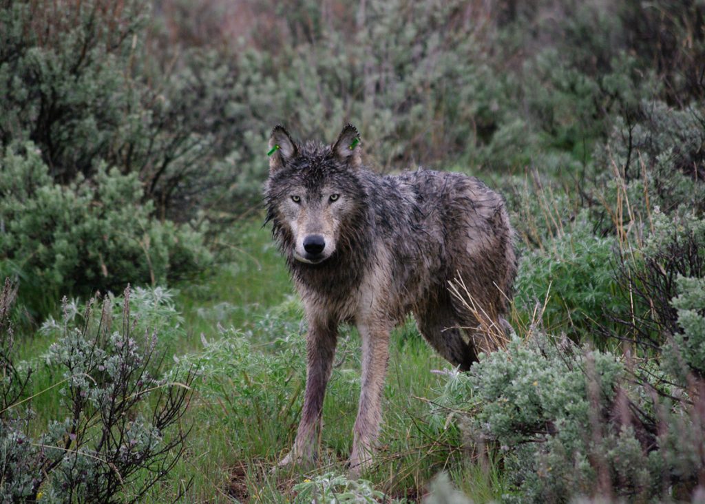Wolves in Oregon, Growing Population, Debate, Conservation, Wildlife, Gray Wolf, Livestock, History, 2026, ODFW