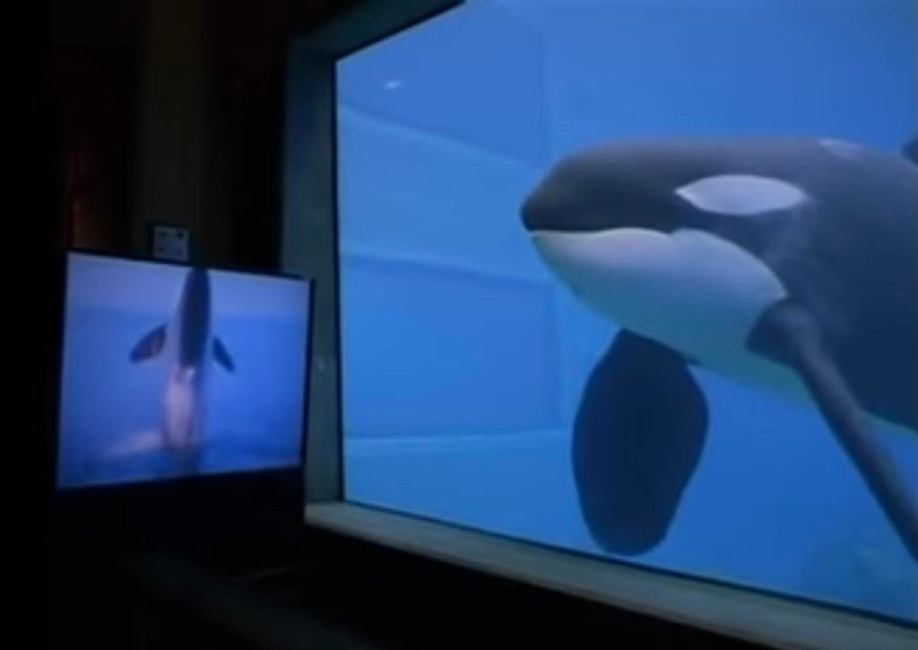 keiko, killer whale, orca, free willy movie, true story, oregon coast aquarium, newport
