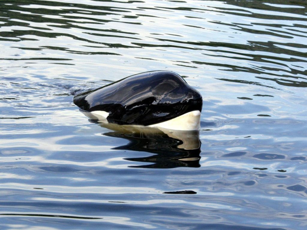 keiko, killer whale, orca, free willy movie, true story, oregon coast aquarium, newport