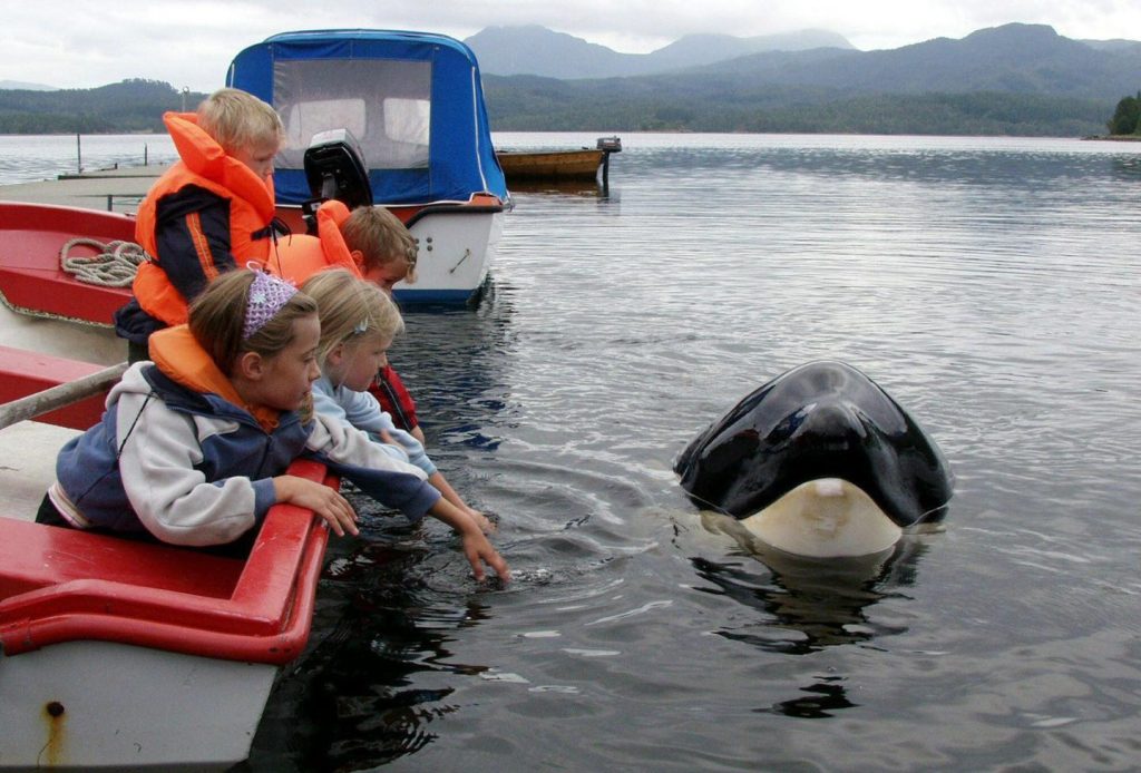 keiko, killer whale, orca, free willy movie, true story, oregon coast aquarium, newport