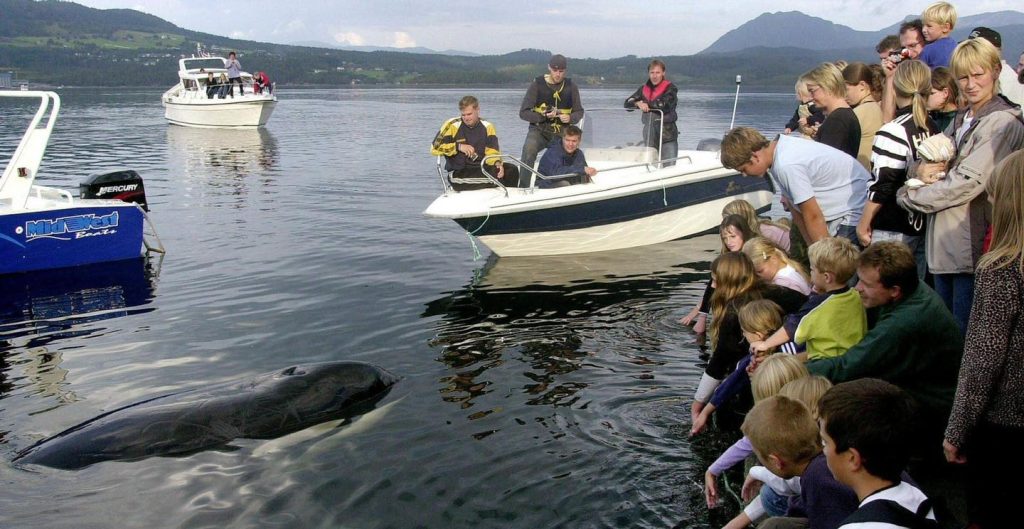 keiko, killer whale, orca, free willy movie, true story, oregon coast aquarium, newport
