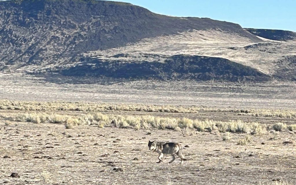 Wolves in Oregon, Growing Population, Debate, Conservation, Wildlife, Gray Wolf, Livestock, History, 2026, ODFW