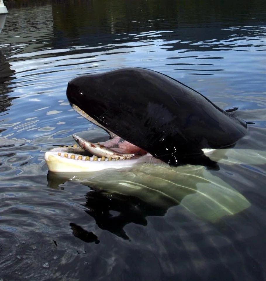 keiko, killer whale, orca, free willy movie, true story, oregon coast aquarium, newport