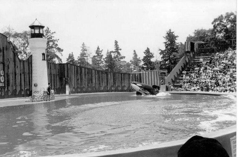 keiko, killer whale, orca, free willy movie, true story, oregon coast aquarium, newport