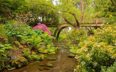 This Stunning Portland Rhododendron Garden Was Named One Of The Top 5 In The U.S.