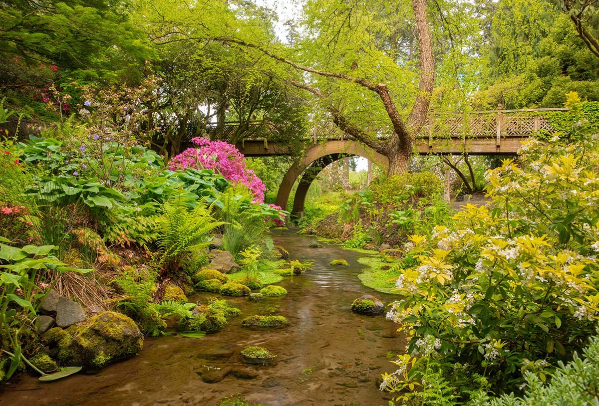 5-2024-CSRG-Spring-Under-Bridge- Crystal Springs Rhododendron Garden