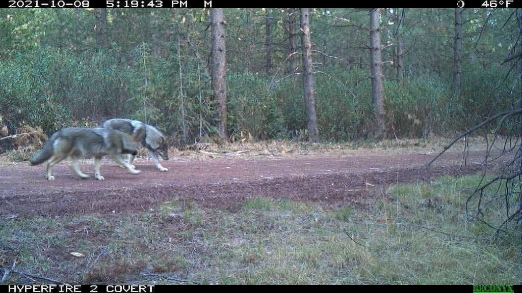 Wolves in Oregon, Growing Population, Debate, Conservation, Wildlife, Gray Wolf, Livestock, History, 2026, ODFW