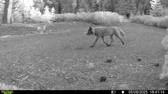 Wolves in Oregon, Growing Population, Debate, Conservation, Wildlife, Gray Wolf, Livestock, History, 2026, ODFW