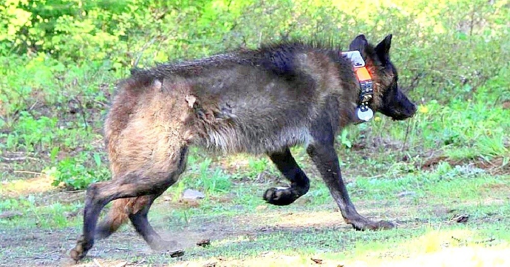 Wolves in Oregon, Growing Population, Debate, Conservation, Wildlife, Gray Wolf, Livestock, History, 2026, ODFW, OR-28
