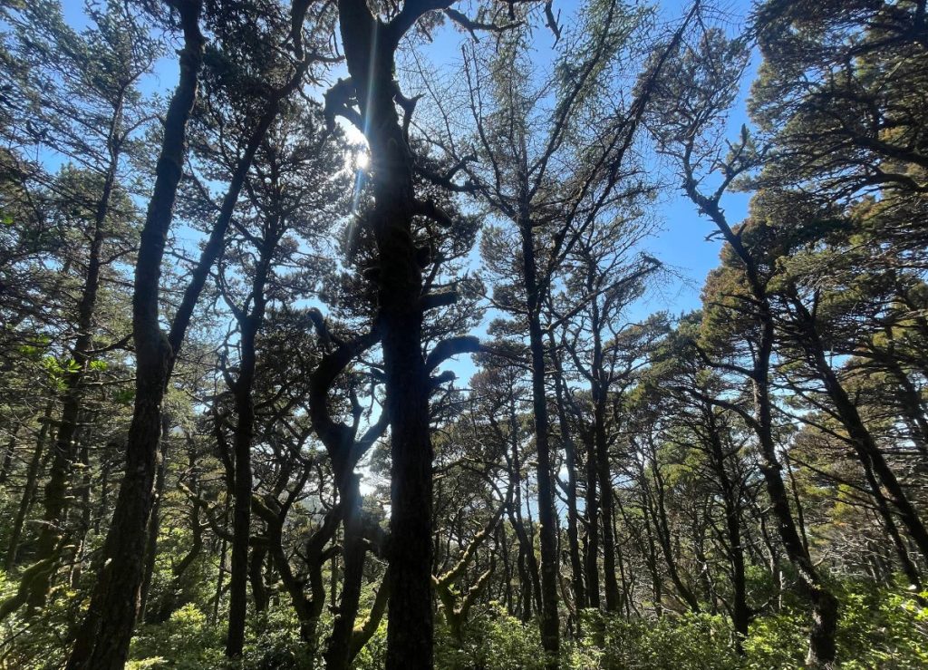 Carl G. Washburne State Park, Oregon Coast, PNW, Central Coast Beaches, hiking, whale watching, camping, RV sites, Yurts, Heceta Head, Cape Perpetua, Hobbit Trail, wildlife, pacific northwest, adventures, family fun, things to do, where to go, Yachats, Florence