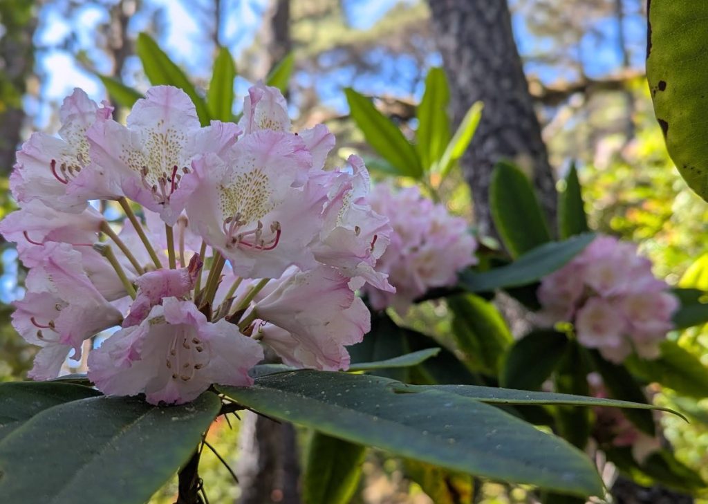 Carl G. Washburne State Park, Oregon Coast, PNW, Central Coast Beaches, hiking, whale watching, camping, RV sites, Yurts, Heceta Head, Cape Perpetua, Hobbit Trail, wildlife, pacific northwest, adventures, family fun, things to do, where to go, Yachats, Florence, wild rhododendrons