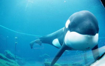The Heartbreaking Story Of Keiko, The Real Orca Behind Free Willy And His Time In Oregon