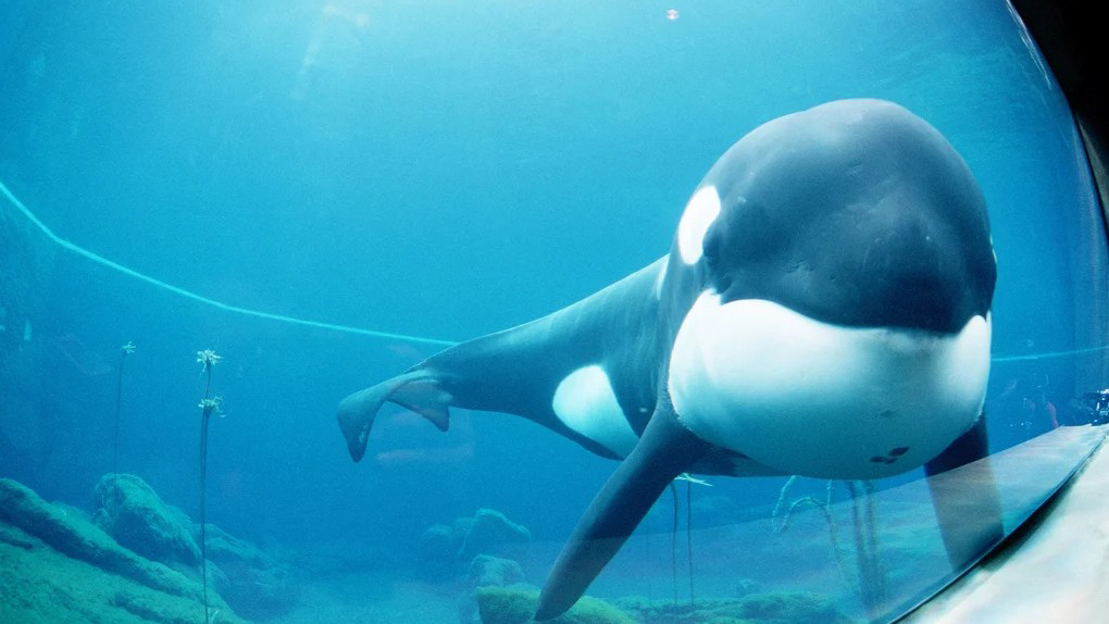 Screenshot 2026-05-07 093035–MAIN keiko, killer whale, orca, free willy movie, true story, oregon coast aquarium, newport