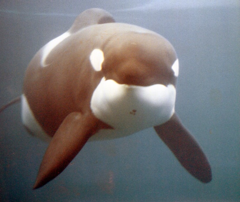 keiko, killer whale, orca, free willy movie, true story, oregon coast aquarium, newport