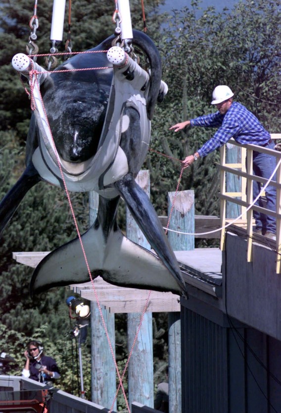 keiko, killer whale, orca, free willy movie, true story, oregon coast aquarium, newport