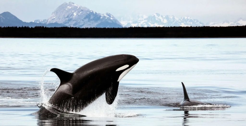 keiko, killer whale, orca, free willy movie, true story, oregon coast aquarium, newport, swimming in iceland