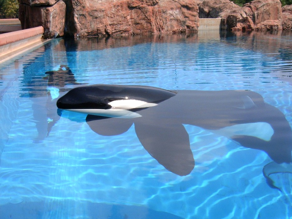 keiko, killer whale, orca, free willy movie, true story, oregon coast aquarium, newport, marineland, canada