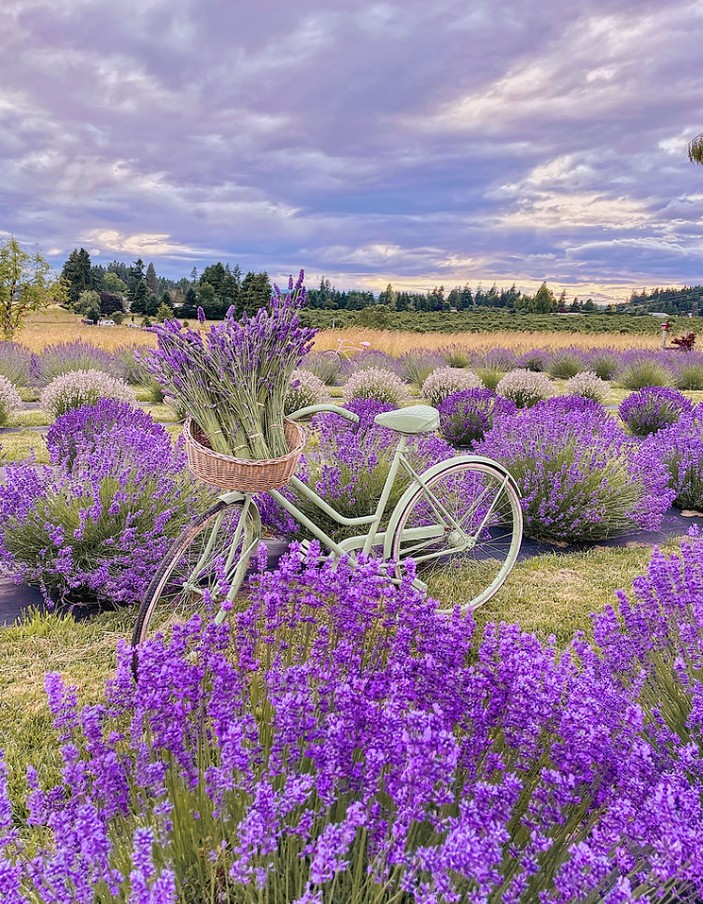 Lavender Festivals, Summer 2026, Oregon, Things To Do, Family Fun, Road Trips, Best Lavender Farms, Willamette Valley Lavender, Canby