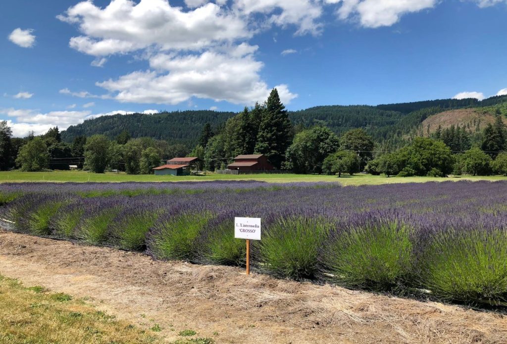 Lavender Festivals, Summer 2026, Oregon, Things To Do, Family Fun, Road Trips, Best Lavender Farms, McKenzie River, Walterville, Eugene