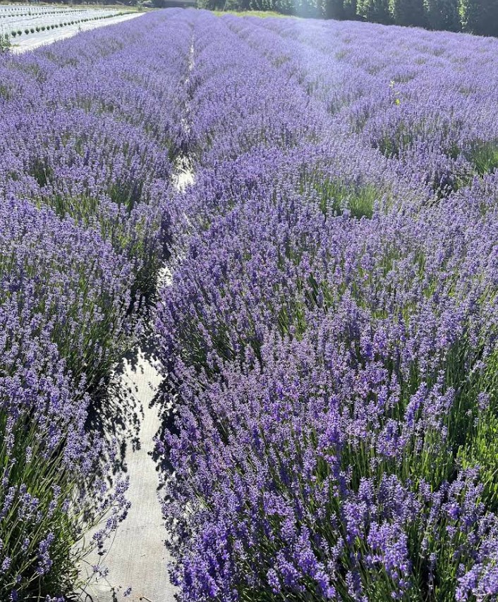Lavender Festivals, Summer 2026, Oregon, Things To Do, Family Fun, Road Trips, Best Lavender Farms, Growing Miracles, Newberg