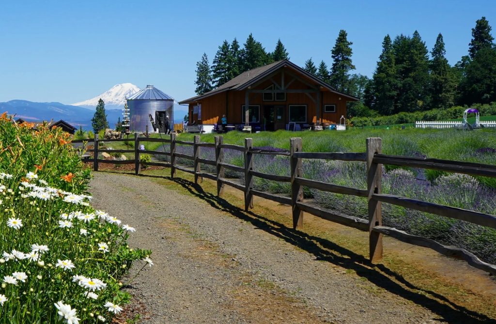 Lavender Festivals, Summer 2026, Oregon, Things To Do, Family Fun, Road Trips, Best Lavender Farms, Hood River