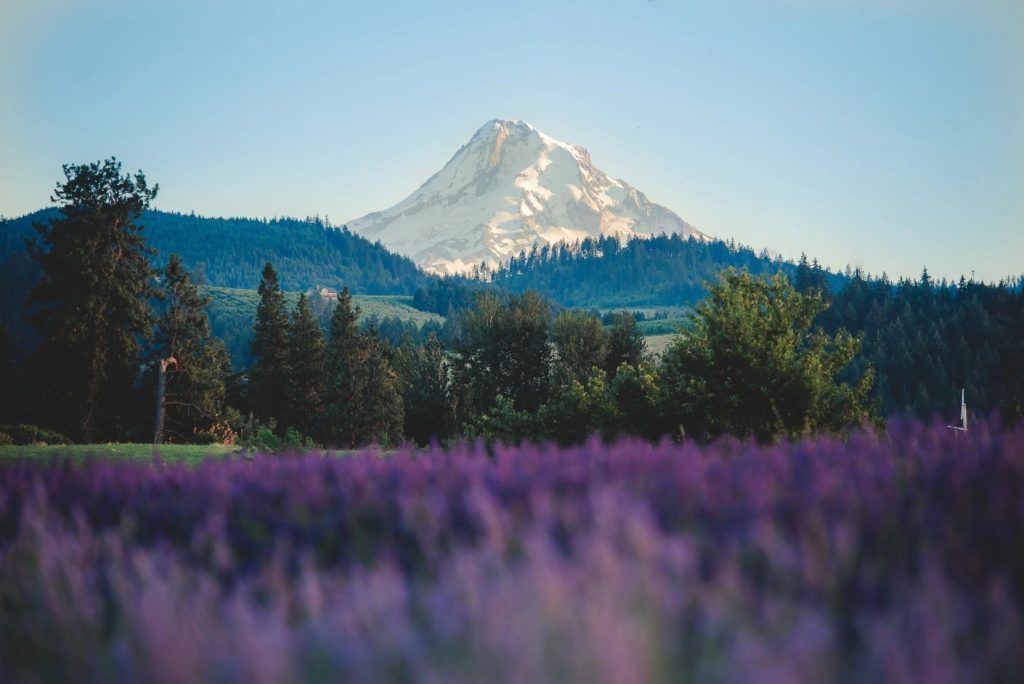 Lavender Festivals, Summer 2026, Oregon, Things To Do, Family Fun, Road Trips, Best Lavender Farms, Hope Ranch, Hood River