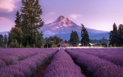 Oregon’s Lavender Season Is About To Explode And These Summer Festivals Smell Like Pure Magic