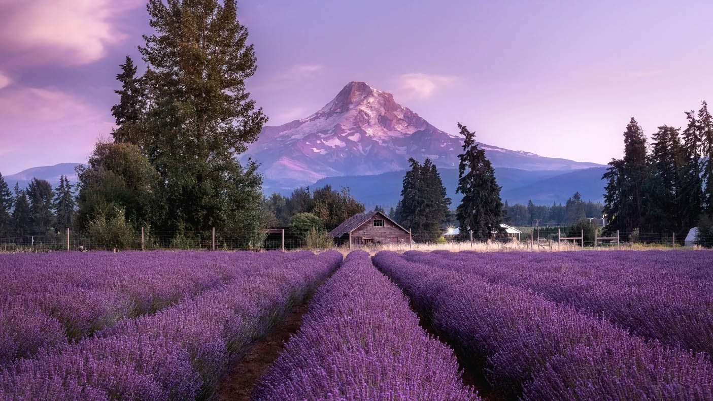 Screenshot 2026-05-16 131230–cover Lavender Festivals, Summer 2026, Oregon, Things To Do, Family Fun, Road Trips, Best Lavender Farms