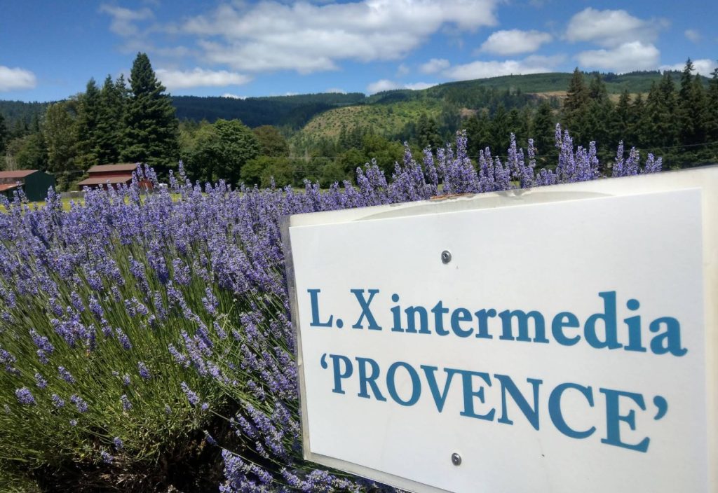 Lavender Festivals, Summer 2026, Oregon, Things To Do, Family Fun, Road Trips, Best Lavender Farms