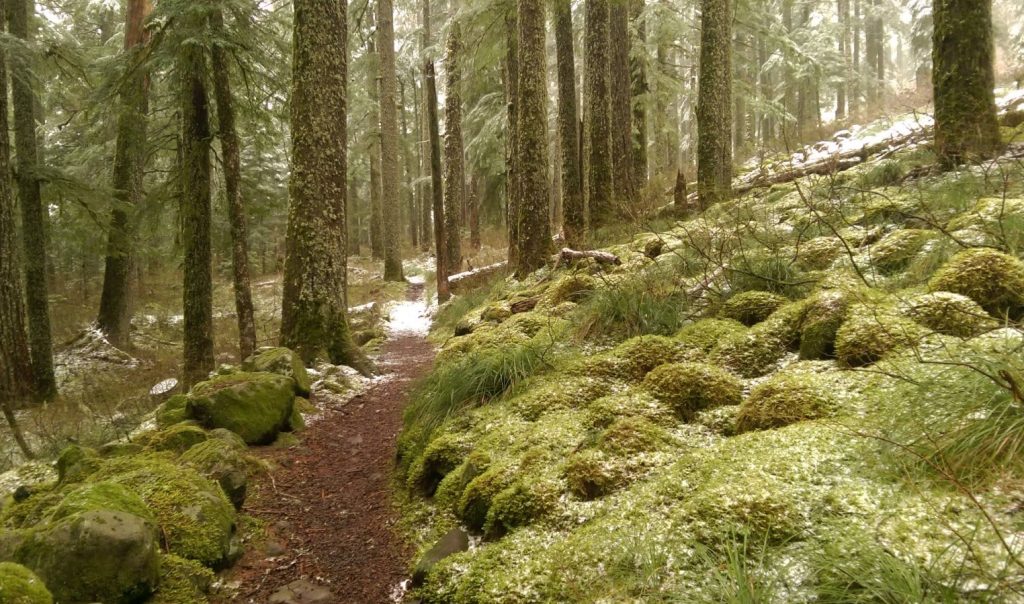 Larch Mountain, Columbia River Gorge, Oregon, Hiking, Stunning Views, Sherrard Point, Five Volcanoes, Mt. Hood Viewpoint, Family Fun, Things To Do, Places To Go