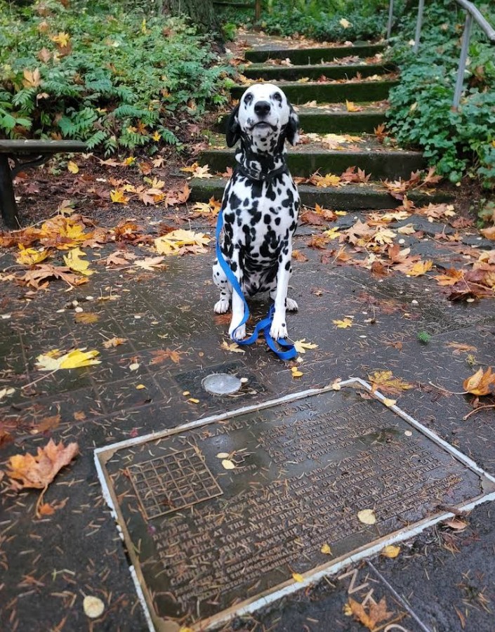 Willamette Stone, State Heritage Marker, Survey Marker, Base Line, Willamette Meridain, Portland West Hills, Oregon History, Washington State Heritage, Small Parks, Easy Forest Path, Mt. Calvary Cemetery, Stark Street Mile Markers, PDX Historical Site
