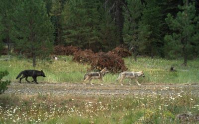 Were Wolves Once Native To Oregon? Growing Populations Fuel One Of The State’s Biggest Debates