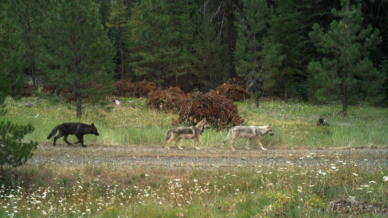 Screenshot 2026-05-28 080005–COVER Wolves in Oregon, Growing Population, Debate, Conservation, Wildlife, Gray Wolf, Livestock, History, 2026, ODFW