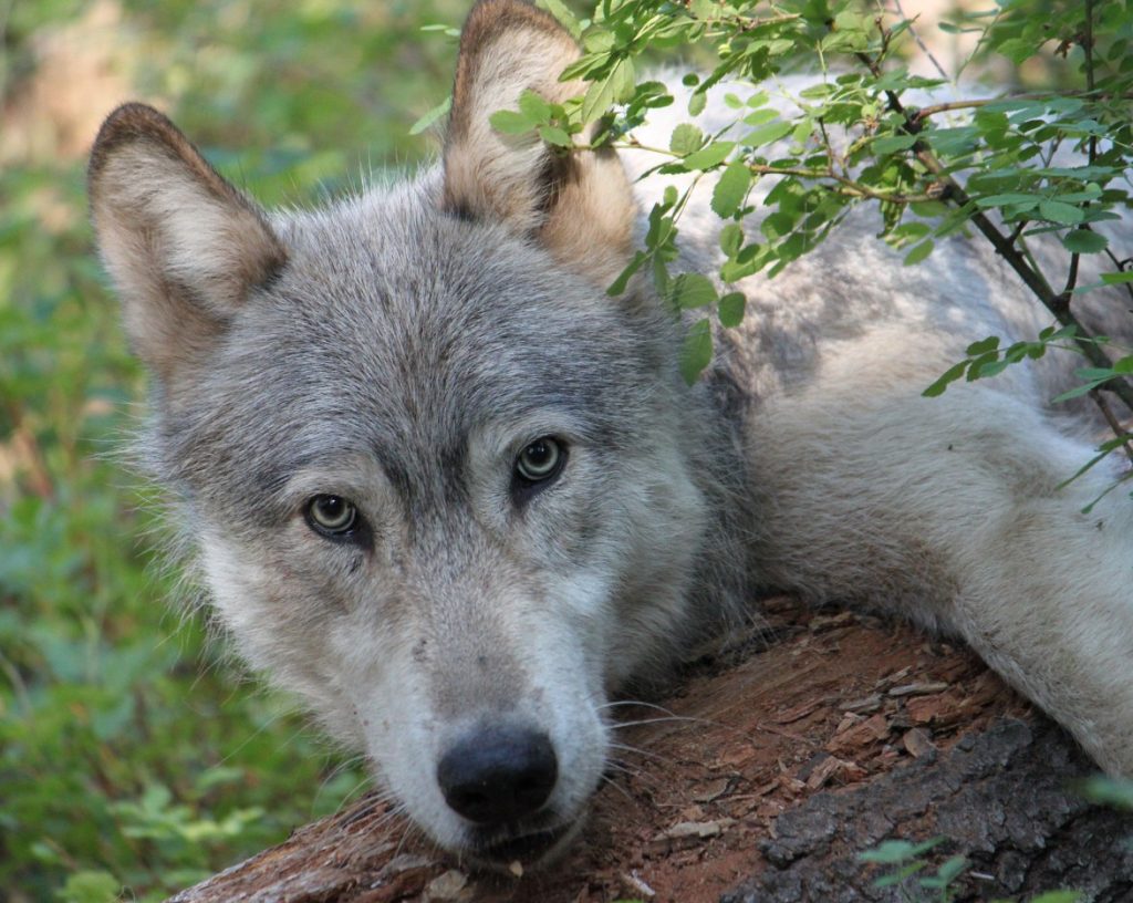 Wolves in Oregon, Growing Population, Debate, Conservation, Wildlife, Gray Wolf, Livestock, History, 2026, ODFW