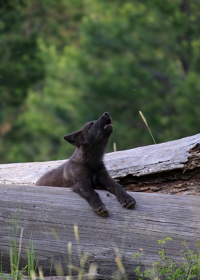 Wolves in Oregon, Growing Population, Debate, Conservation, Wildlife, Gray Wolf, Livestock, History, 2026, ODFW