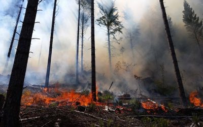 Prescribed Burn Near Bend Escapes Containment, Turns Into Growing Wildfire