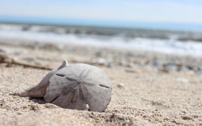 Where To Find Perfect Sand Dollars On The Oregon Coast Before Everyone Else Does