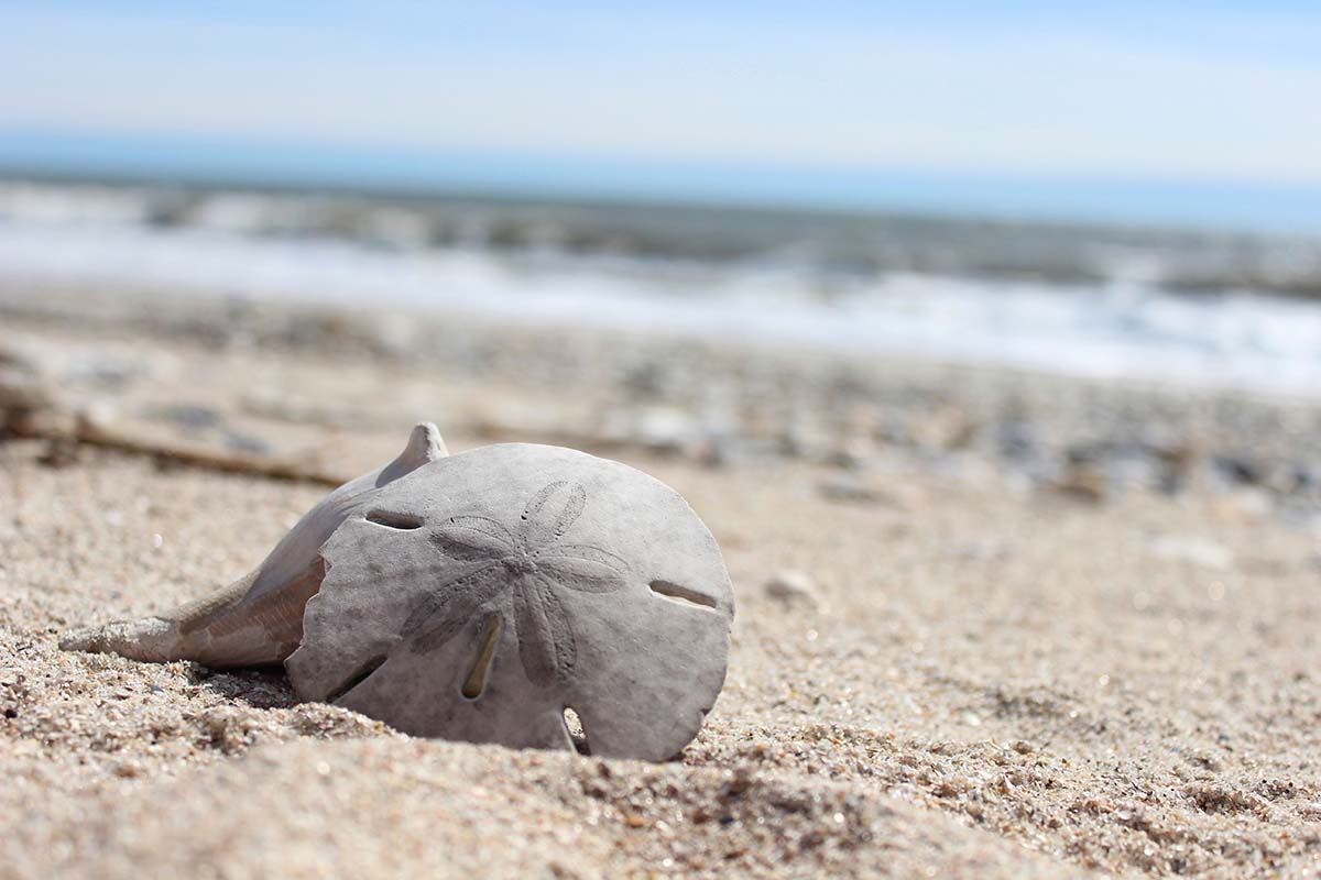 A,Close-up,Of,A,Sand,Dollar,Resting,On,A,Sandy A close-up of a sand dollar resting on a sandy beach with the ocean in the background under a clear sky.