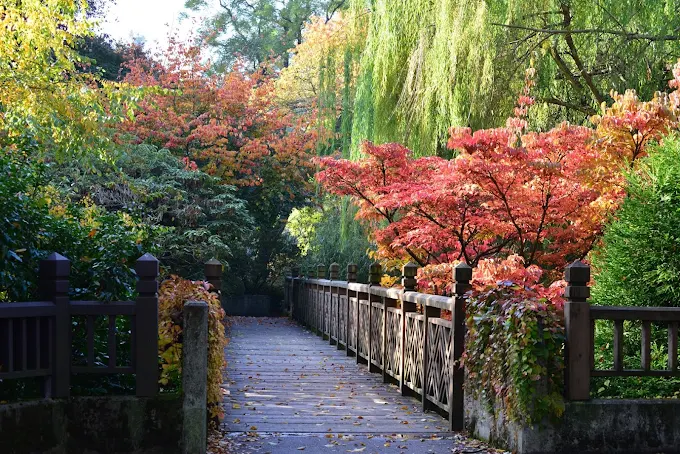 Blooming azaleas and rhododendrons creating a colorful spring landscape in Portland Oregon