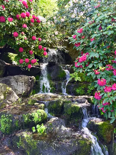 Waterfall flowing through Crystal Springs Rhododendron Garden during peak spring bloom season