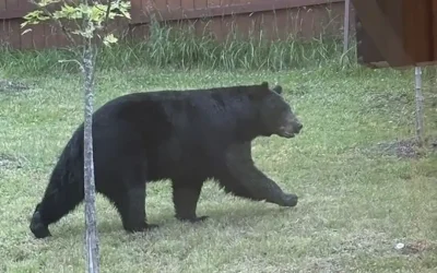 Black Bear Spotted Near One of Eugene’s Most Popular Hiking Spots