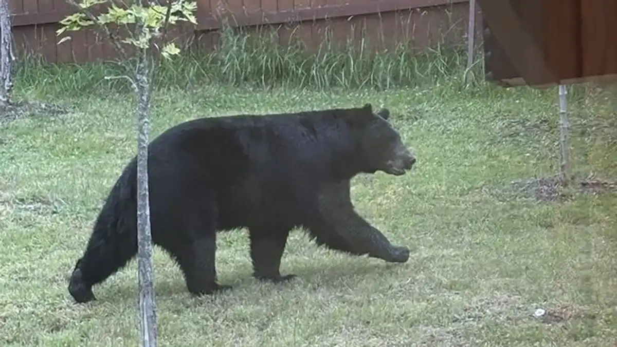 01ad2c7f-7149-458e-be54-a91652d06315-41f102e4c69549c19bc0c34525e5757f black bear spotted near spencer butte